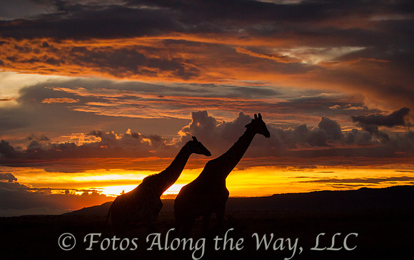 Two Giraffes at Sunset (Kenya)