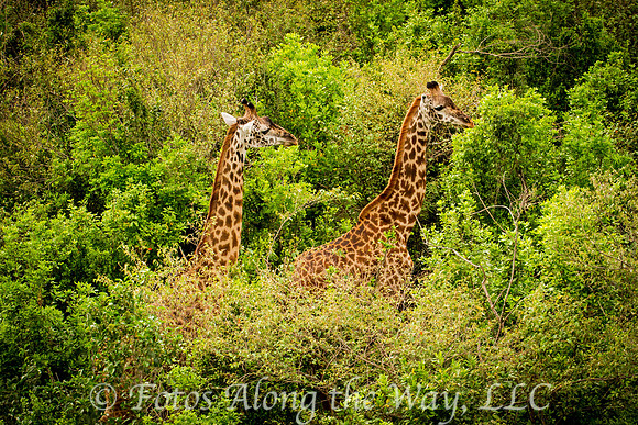 Two Giraffes from the Air (Kenya)