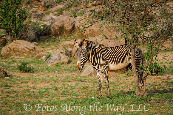 Grevy's Zebra in Samburu Preserve (Kenya)