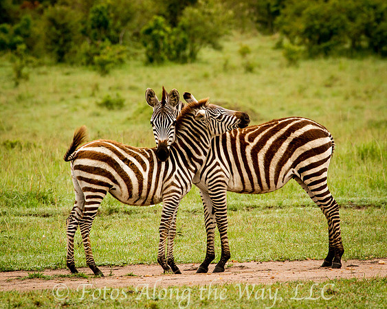 Two Zebras Greeting (Kenya)