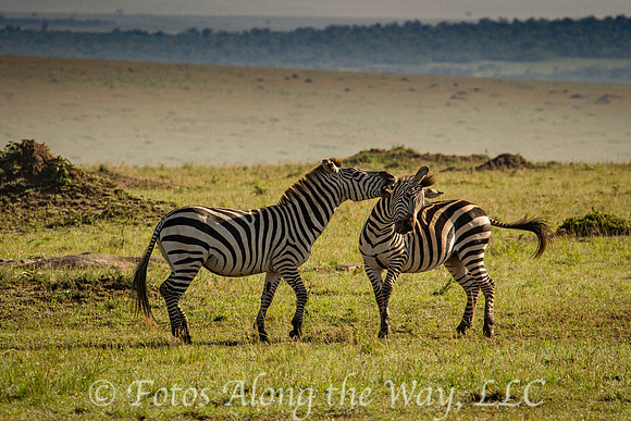 Zebras Fighting (Kenya)