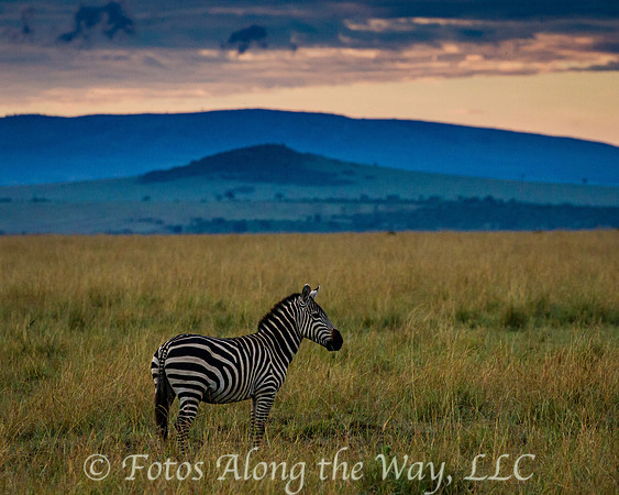 Zebra at Sunrise in Maasai Mara (Kenya)