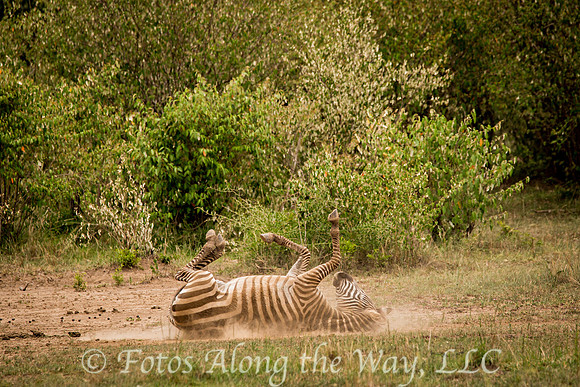 Zebra Rolling in Dust (Kenya)