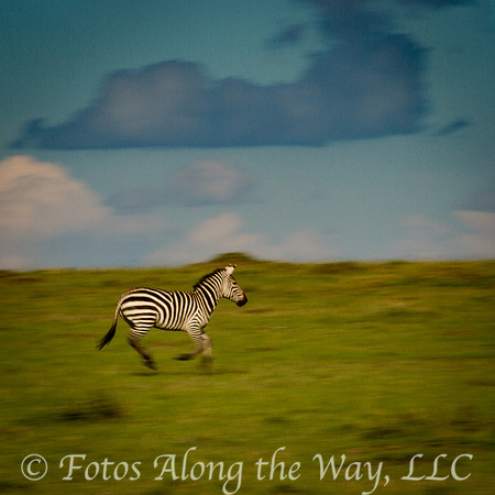 Galloping Zebra (Kenya)