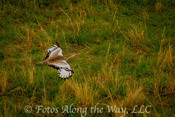 Kori Bustard in Flight (Kenya)