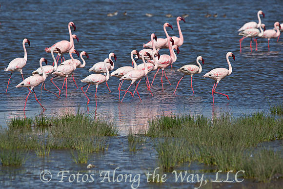 Flamingo Flock (Kenya)