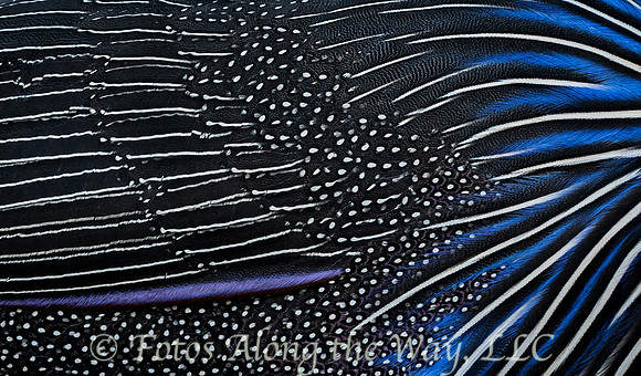 Vulturine Feathers (Kenya)