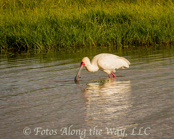 African Spoonbill (Kenya)