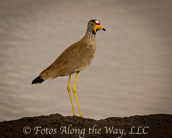 African Wattled Lapwing (Kenya)