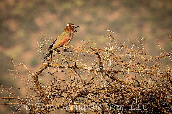 Rufous-crowned Roller (Kenya)