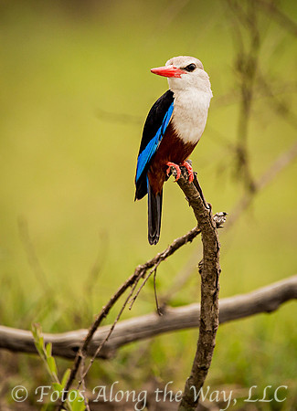 Grey-headed Kingfisher (Kenya)