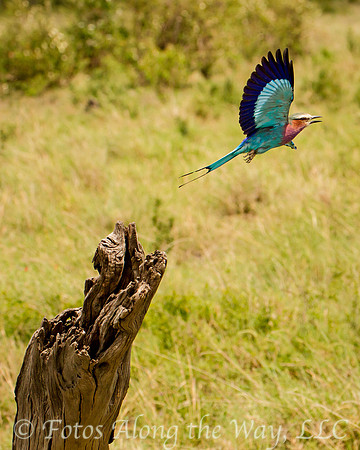 Lilac-breasted Roller in Flight (Kenya)