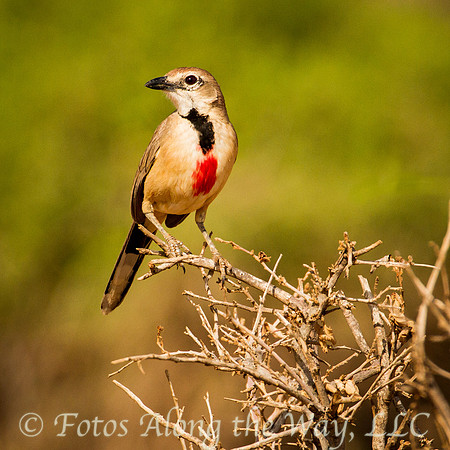 Rosy-patched Bush Shrike (Kenya)