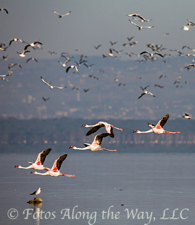 Flamingos & Terns (Kenya)