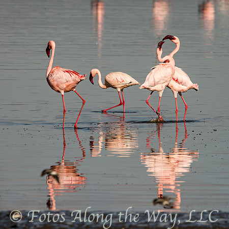 Flamingos Greeting (Kenya)