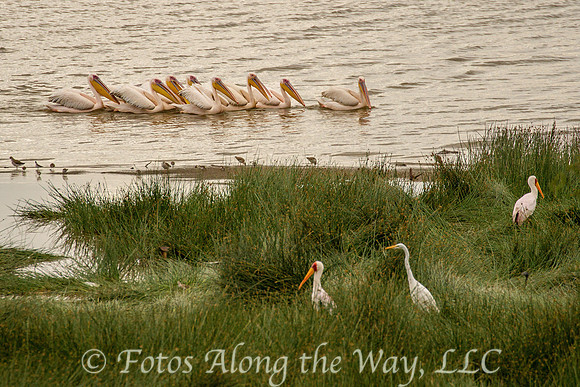Greater White Pelicans (Kenya)