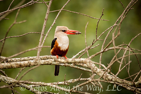 Grey-headed Kingfisher with Insect (Kenya)