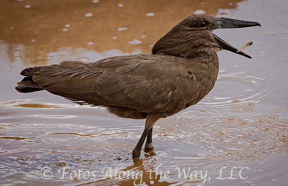 Hamerkop with Snack (Kenya)