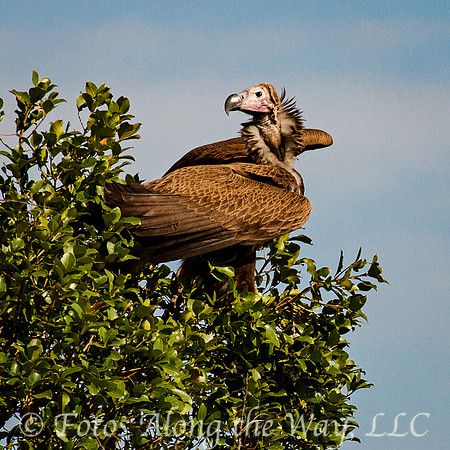 Lappet-faced Vulture (Kenya)