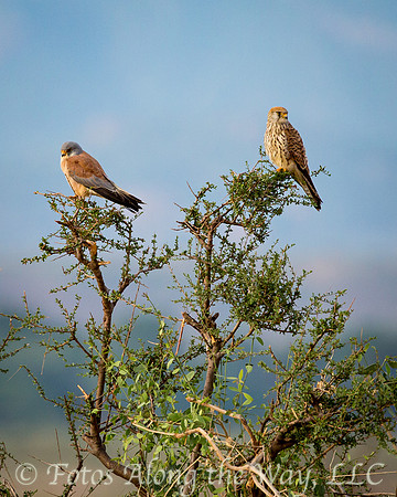 Lesser Kestrel Pair (Kenya)
