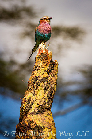 Lilac-breasted Roller on Tree Stump (Kenya)