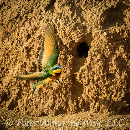 Little Bee-eater in Flight (Kenya)