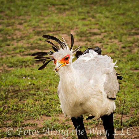 Secretary Bird with Bug (Kenya)