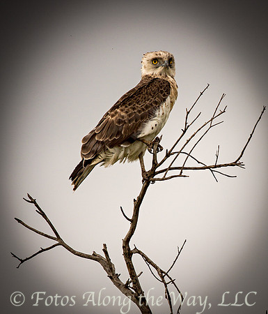 Small-toed Snake Eagle (Kenya)