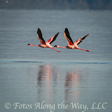 Greater Flamingos in Flight (Kenya)