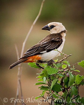 White-headed Buffalo Weaver (Kenya)