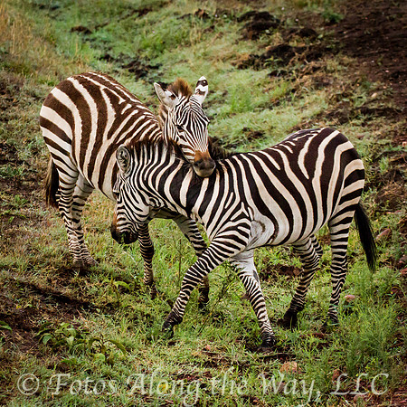 Shall We Dance? (Kenya)
