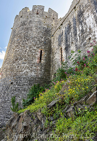 Flora Outside Castle Tower Wall