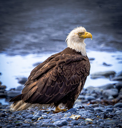 Bald Eagle Sitting on Beach (Alaska)