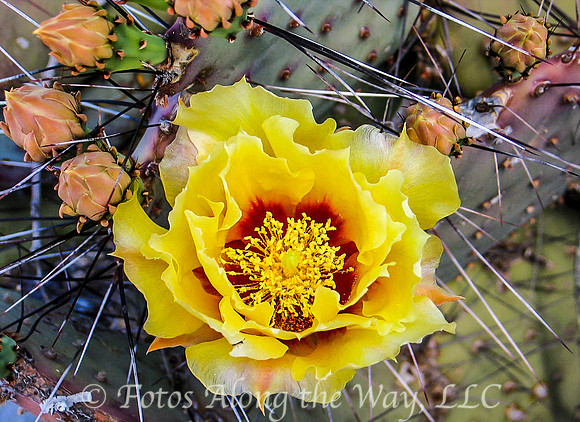 MAY: Flowering Prickly Pear Cactus near Little Granite Trail