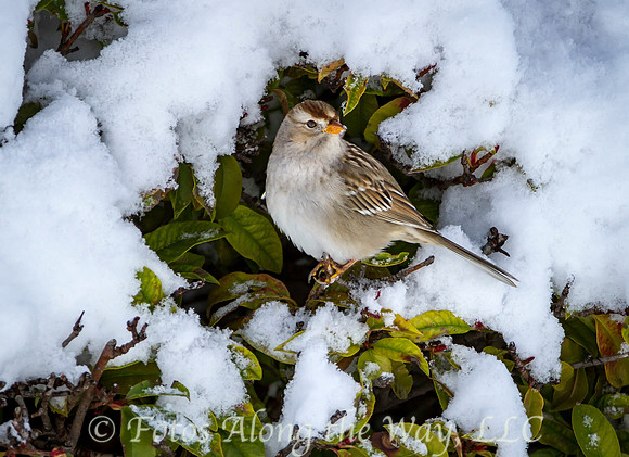 JANUARY: Sparrow Perched in Snowy Bush near Willow Creek