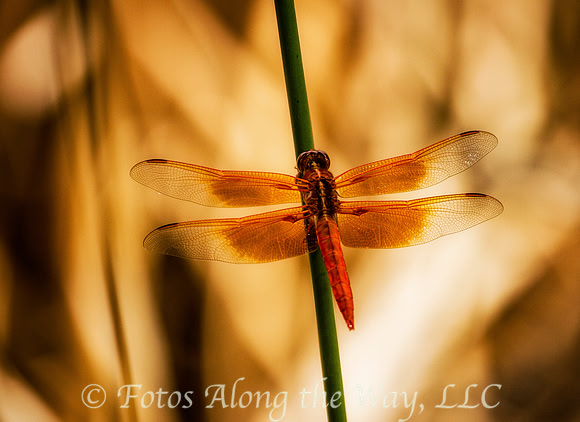 MARCH: Orange Dragonfly at Granite Basin Lake