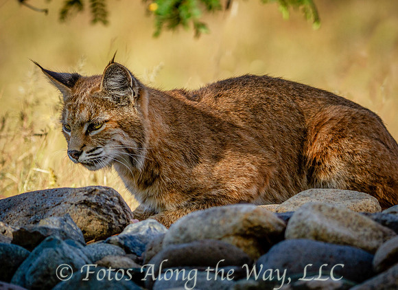 JUNE: Bobcat Hunting in Cliff Rose Neighborhood