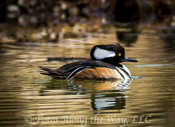 SEPTEMBER: Hooded Merganser Visiting a Watson Woods Pond
