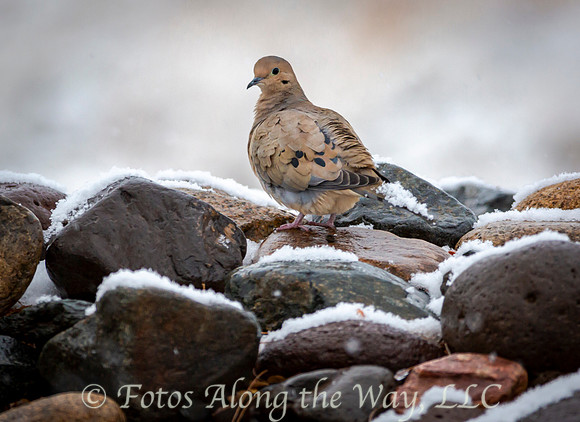 NOVEMBER: Mourning Dove in Snow Shower near Rosser Road