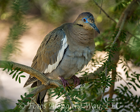 White-winged Dove (Arizona)