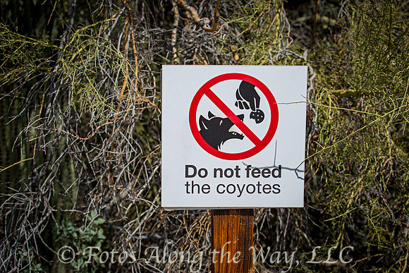 Hungry Coyotes (Arizona)