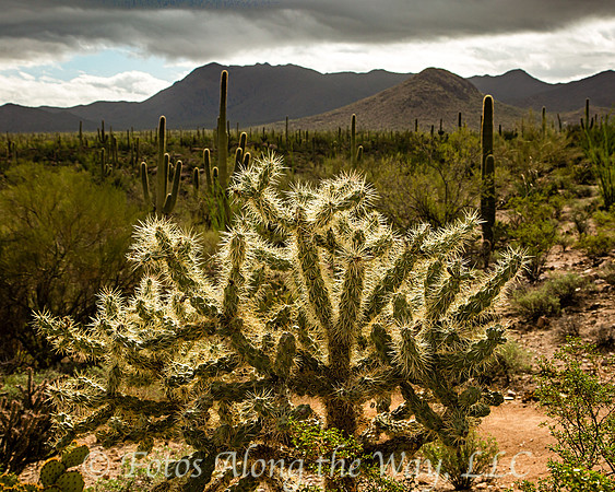 Backlit Cholla - Saguaro NP (Arizona)