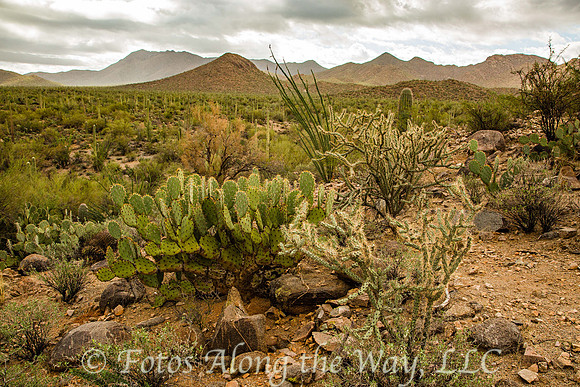 Cacti Variety - Saguaro NP (Arizona)