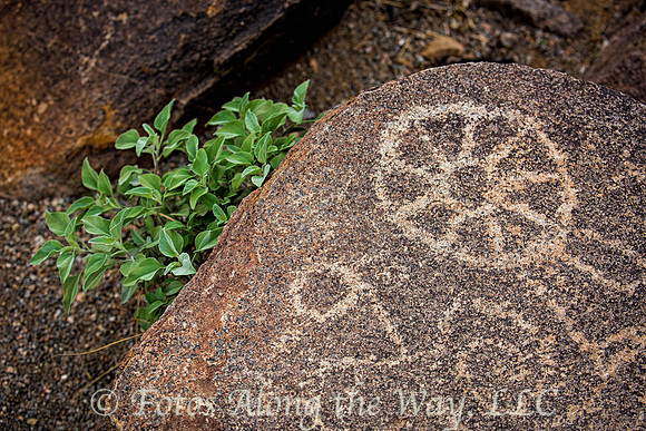 Signal Hill Petroglyph - Saguaro NP (Arizona)