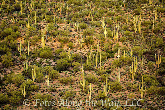 Saguaro Forest (Arizona)