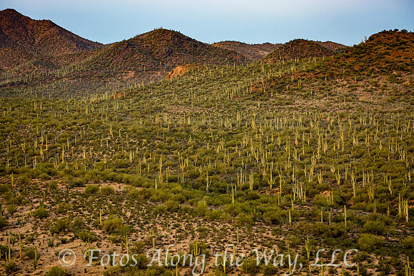 Saguaro NP (Arizona)