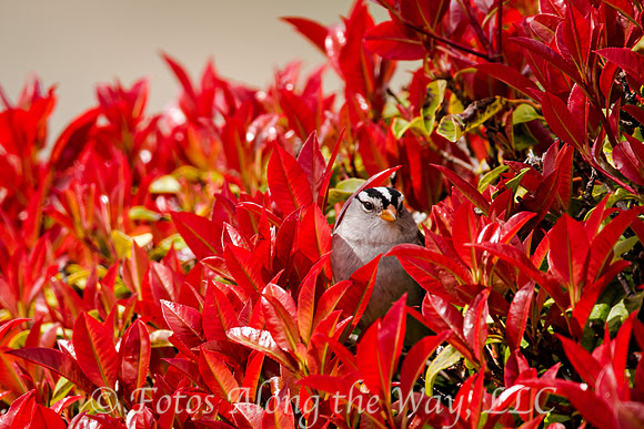 White-crowned Sparrow in Photenia (Arizona)