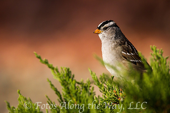 White-crowned Sparrow on Juniper (Arizona)