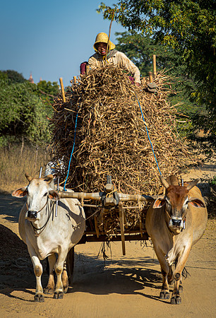 Hauling Plant Debris in Cart (2017)