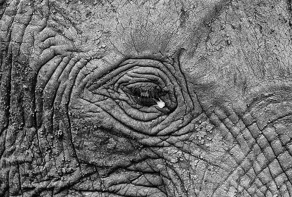 Elephant Eye (Kenya)